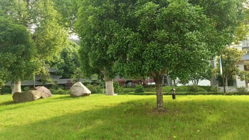 苗木种植报价，你了解多少？**